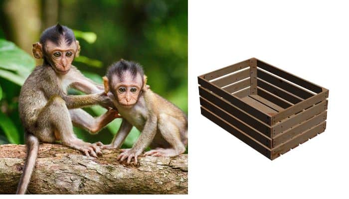 Monkey Holding Box