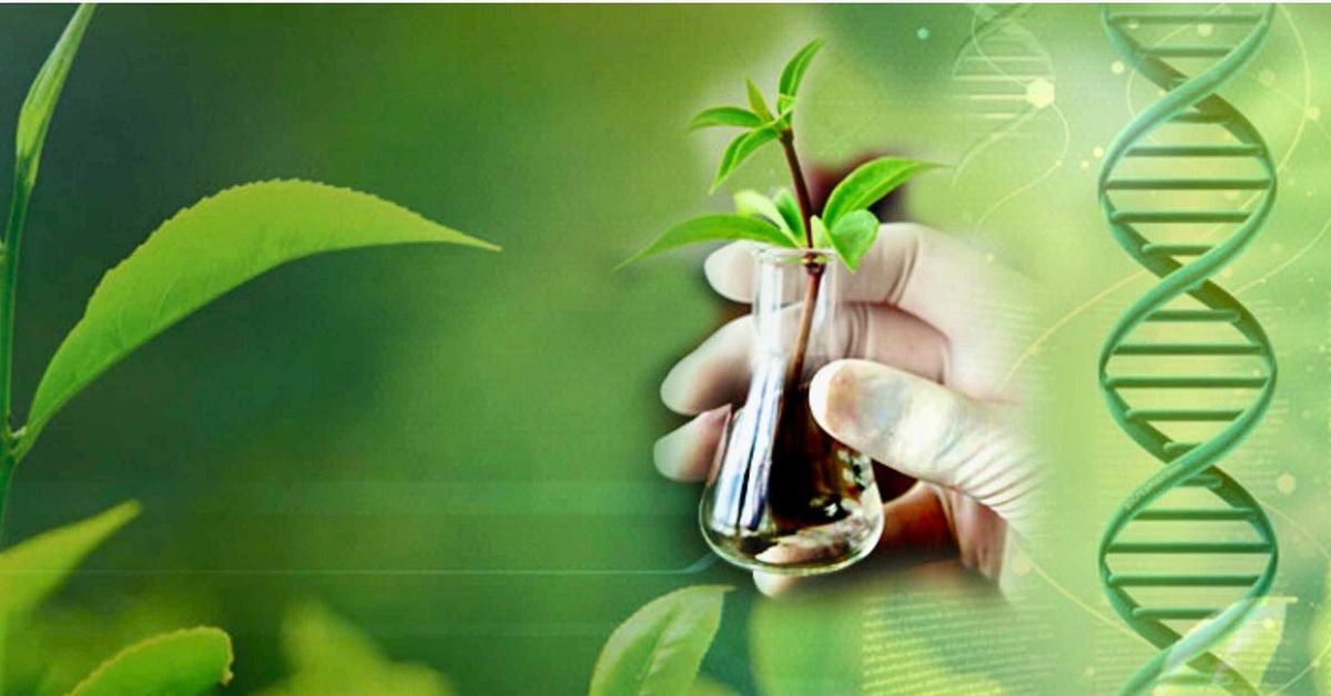 Describe products, current and future, that may be created using DNA technology in agriculture